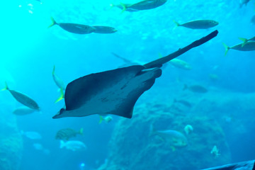 Naklejka premium 水中を羽ばたきながら泳ぐ巨大なエイ
