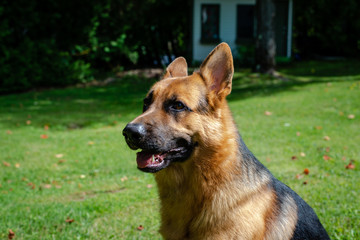 German shepherd dog, training activities 