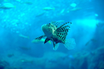 Obraz na płótnie Canvas 水中をゆっくり泳ぐハナミノカサゴ