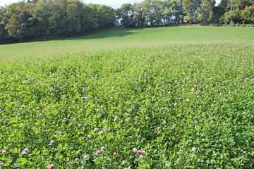 Field of clover	