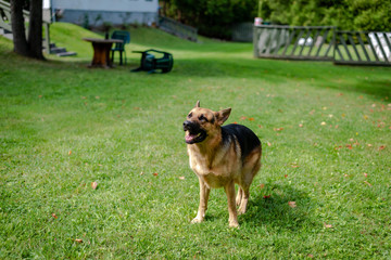 German shepherd dog, training activities 
