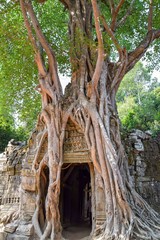 mytserious, massive spooky, old tree roots growing out of old stone ruins angkor wat, dark entrance in cambodia