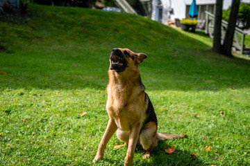 German shepherd dog, training activities 