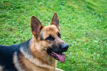 German shepherd dog, training activities 