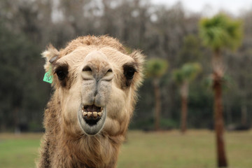 Portrait of a Camel