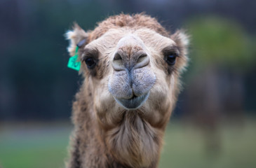 Portrait of a Camel