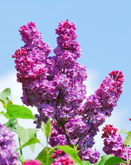 Blooming varietal selection double purple lilac (Syringa vulgaris) against the blue sky with clouds