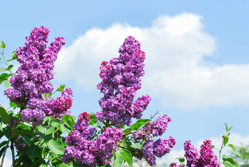 Blooming varietal selection double purple lilac (Syringa vulgaris) against the blue sky with clouds