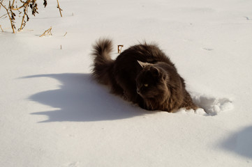 cat, cat and snow, street cats, waiting, snow cats, winter in the city,