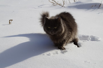 cat, cat and snow, street cats, waiting, snow cats, winter in the city,