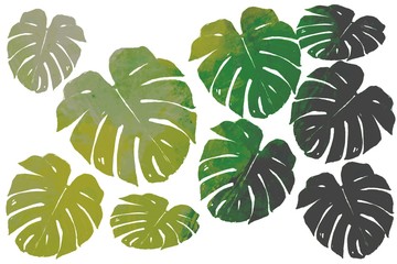 set of monstera leaves on isolate white background.