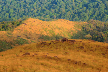 The mountain in the evening there is sunshine on the meadow.