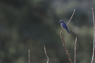blue bird on the twig