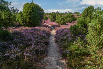 scenic little footpath in the landscape of Ellerndorfer Wacholderheide in the district of Uelzen during a sunny day with vivid sky and beautiful shadows during its heyday