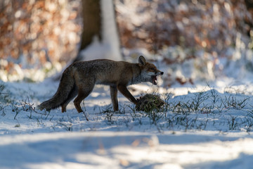 Naklejka premium Young fox (Vulpes Vulpes) eats a hare in the forest