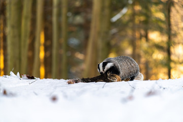 Badger (Meles meles) eats a hare in the forest