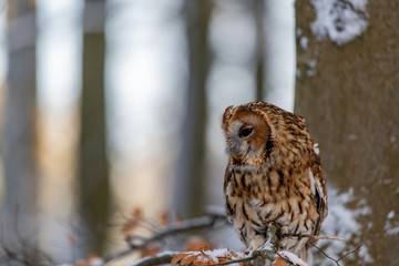 Little Owl (Strix aluco) sitting on a tree branch in a forest and looking around