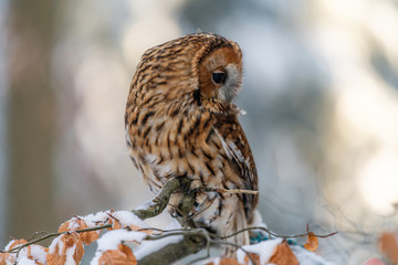 Little Owl (Strix aluco) sitting on a tree branch in a forest and looking around