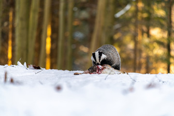 Badger (Meles meles) eats a hare in the forest © Jan Rozehnal