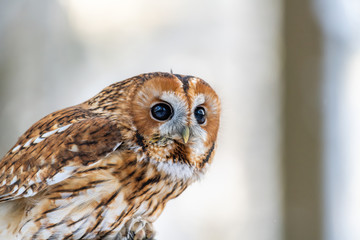 Little Owl (Strix aluco) sitting on a tree branch in a forest and looking around