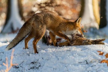 The young fox (Vulpes Vulpes) eats its prey
