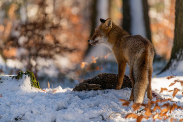 The young fox (Vulpes Vulpes) eats its prey