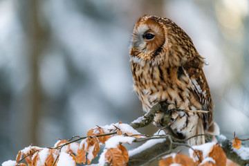 Little Owl (Strix aluco) sitting on a tree branch in a forest and looking around