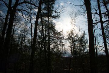 Obraz premium A Brightly Lit Blue Sky With Clouds in a Forest With Dead Silhouette Trees