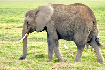 A female elephant in Amboseli walking in grass which the rains brought back to life after a long...