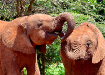 Fototapeta na wymiar Young elephants orphans touching trunks at their Nairobi National Park nursery. (Loxodonta africana) Close-up.