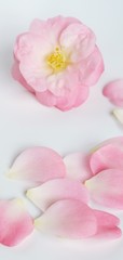 Obraz na płótnie Canvas ピンクの椿の花びら、白背景