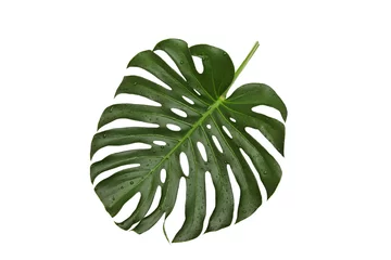 Foto op Plexiglas Monstera Green leaf, natural monstera with water drops on a white background