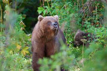 Plakat Wild Kamchatka brown bear Ursus arctos piscator in natural habitat, looking out of summer forest. Kamchatka Peninsula - travel destinations for observation wild predators in wildlife, active vacation.