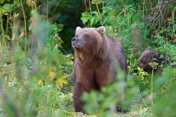 Obraz na płótnie Canvas Kamchatka brown bear Ursus arctos piscator in natural habitat, looking out of summer forest. Kamchatka Peninsula - travel destinations for observation wild predators in wild life, outdoors activities.