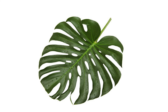 Green leaf, natural monstera with water drops on a white background