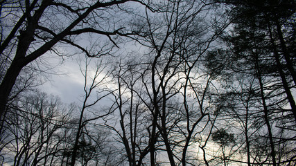 A Dark Stormy Gray Sky With Black Silhouette Trees and Clouds