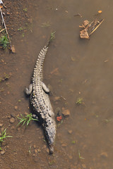 Crocodile