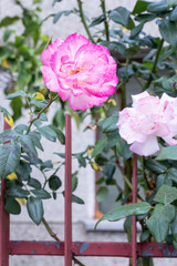 Two pink roses of gradient color on the background of the fence