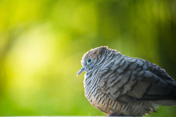 zebra dove