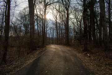 A Pathway in a Winter Forest Surrounded by Bare Trees and Foliage with a cloudy sky in the background