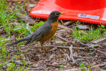 American Robin (Turdus migratorius) on ground by construction cone