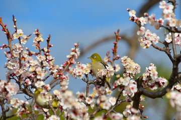 満開の白梅の間から顔を出したメジロ