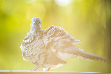 zebra dove