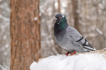 Pigeon on a snow-covered birdhouse in a winter forest.