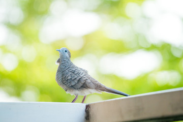 zebra dove