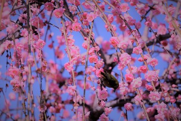 かざはやの里　梅林とメジロ