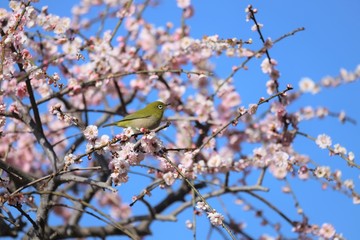 かざはやの里　梅林とメジロ