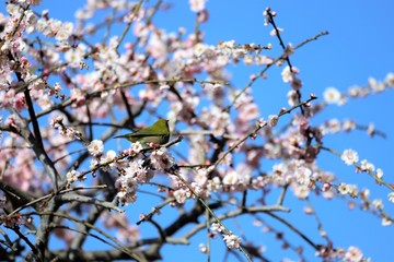 かざはやの里　梅林とメジロ
