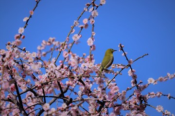 かざはやの里　梅林とメジロ