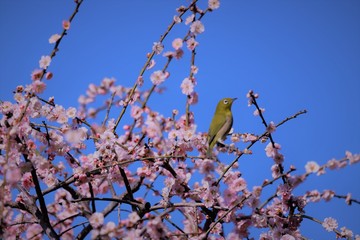 かざはやの里　梅林とメジロ